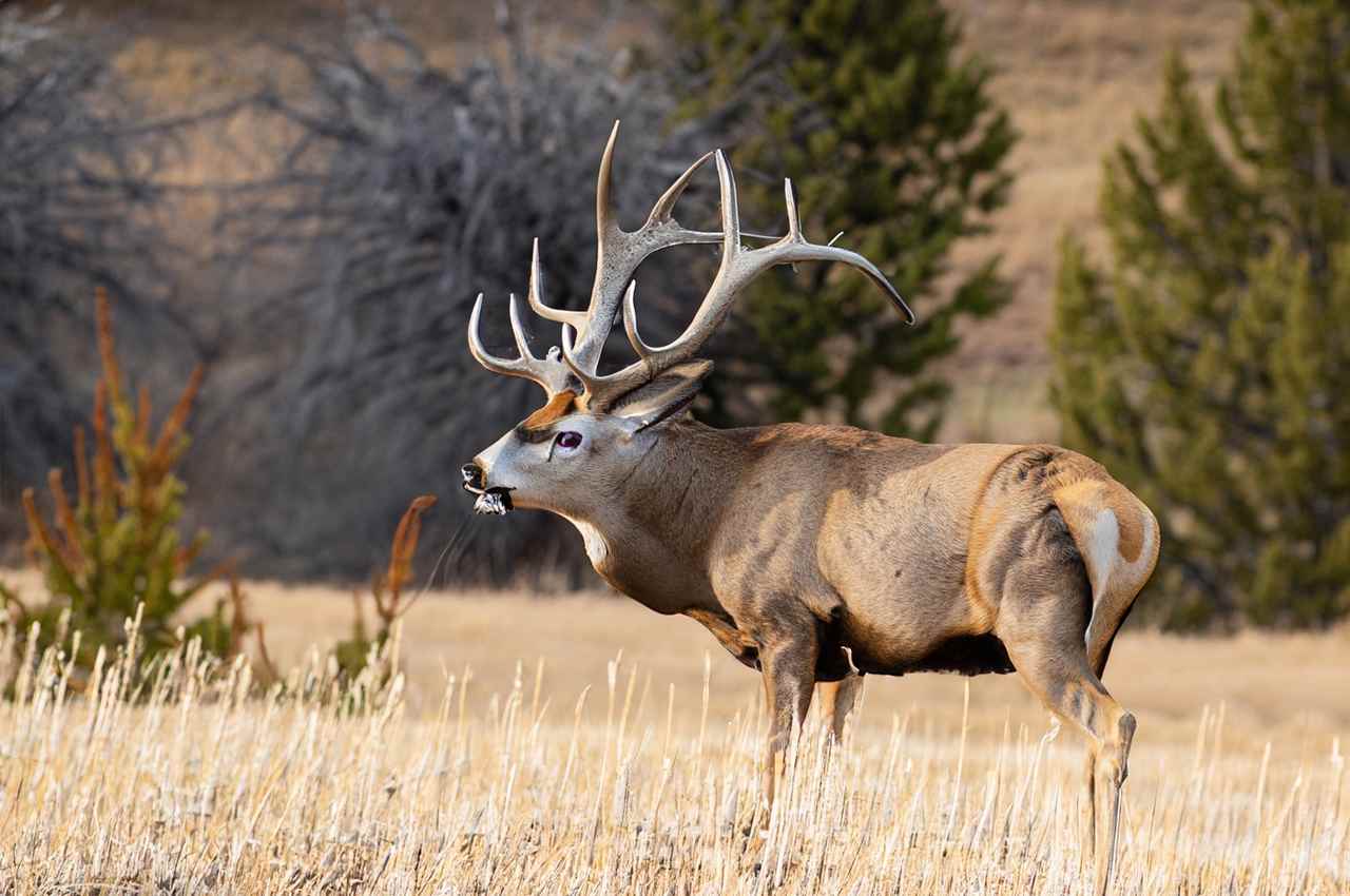 Nebraska Deer Season 2023-2024 [Latest Dates & Regulations ...