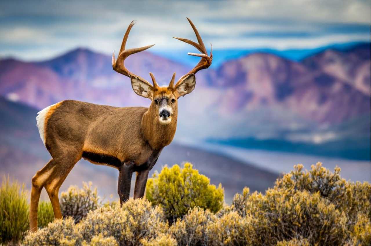 Nevada Deer Season