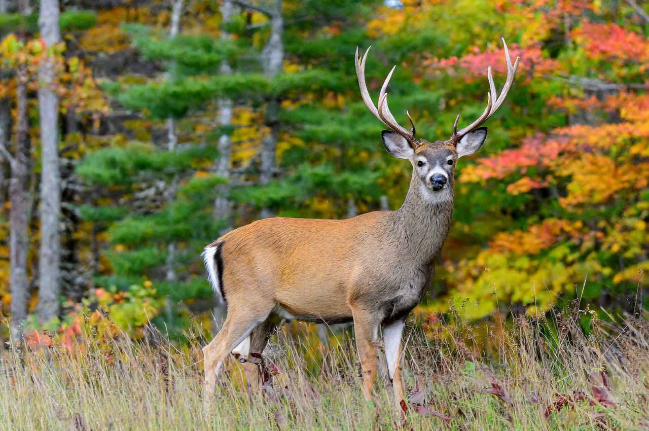New Hampshire Deer Hunting Season