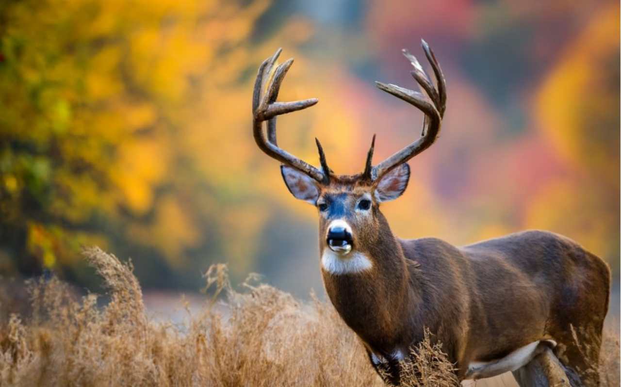 New York Deer Season