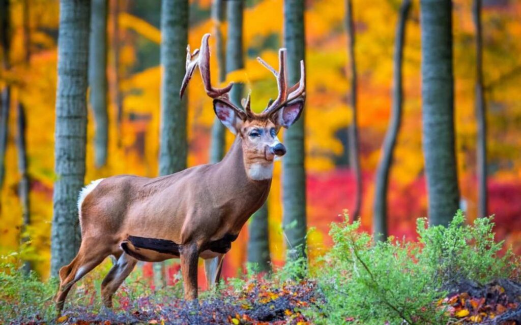Pennsylvania Deer Season 20232024 Important Checklist for Preparation