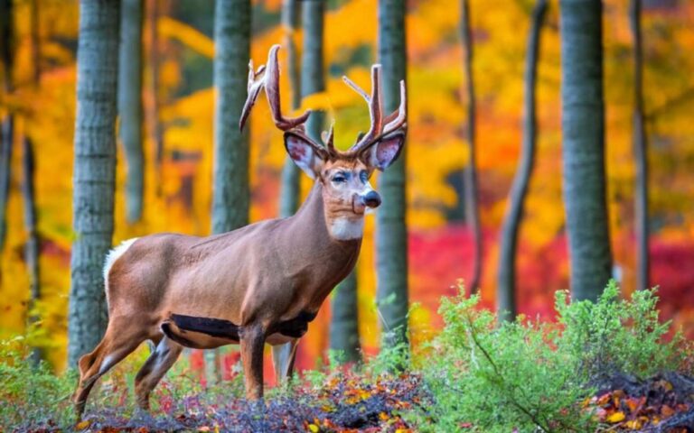 Pennsylvania Deer Seasons