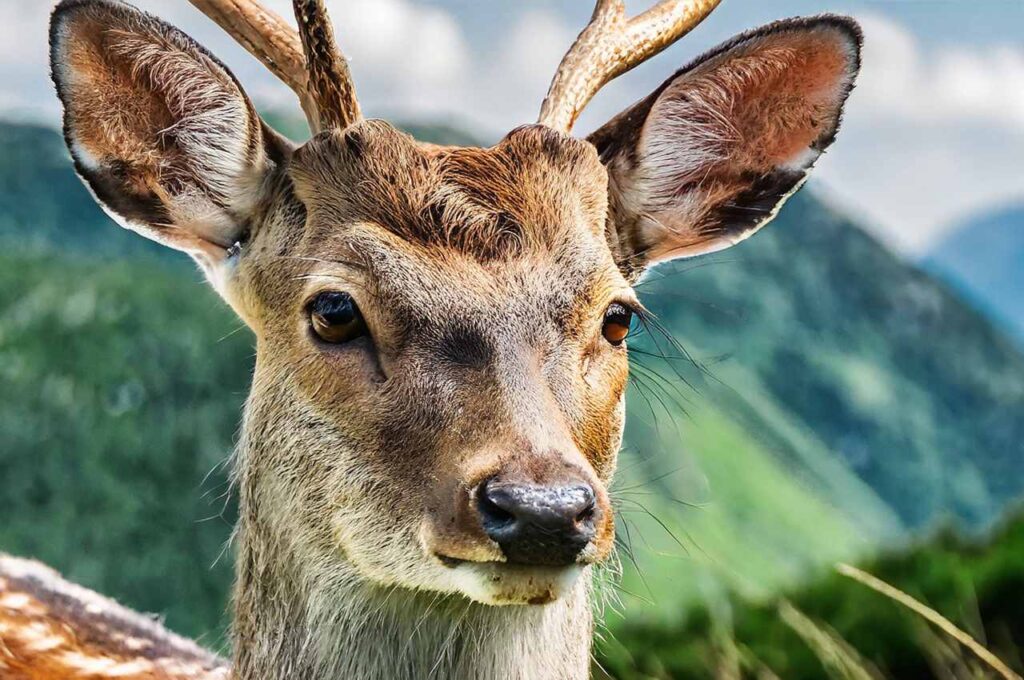 Sika Deer Characteristics