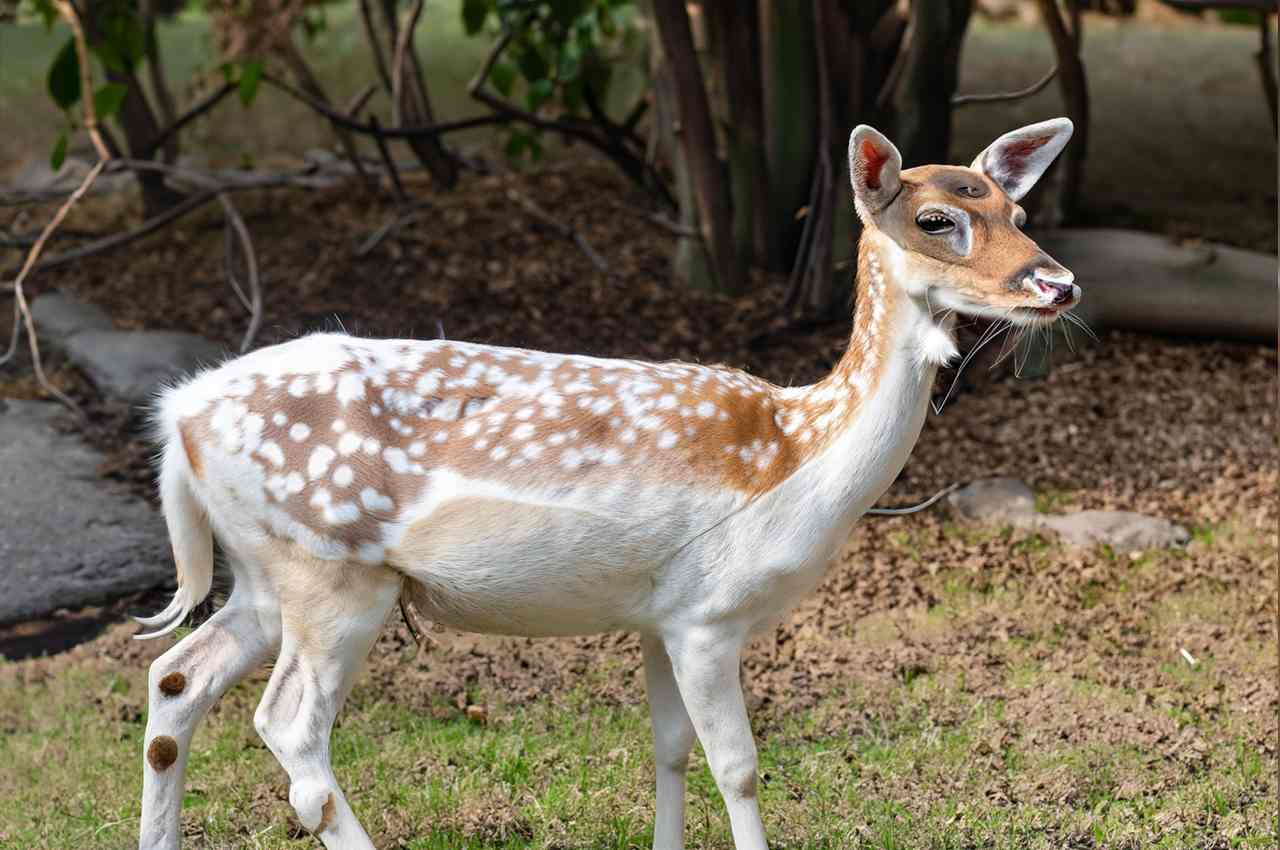 What is a Piebald Deer and Why Are They So Unique?