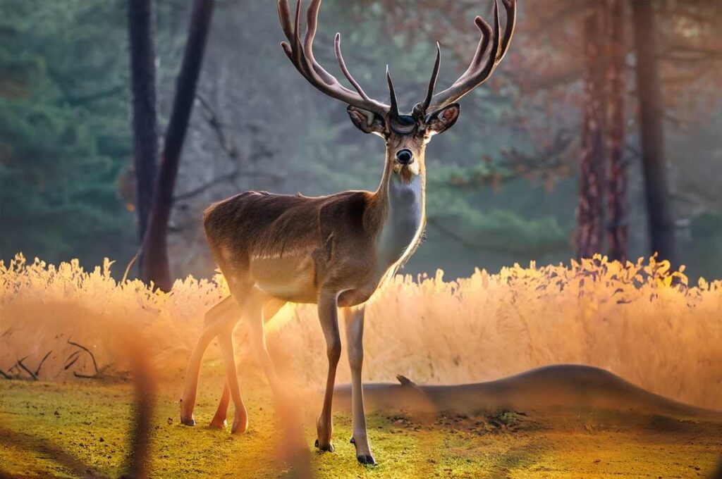 Seasonal changes, environmental factors, and human influences on Deer