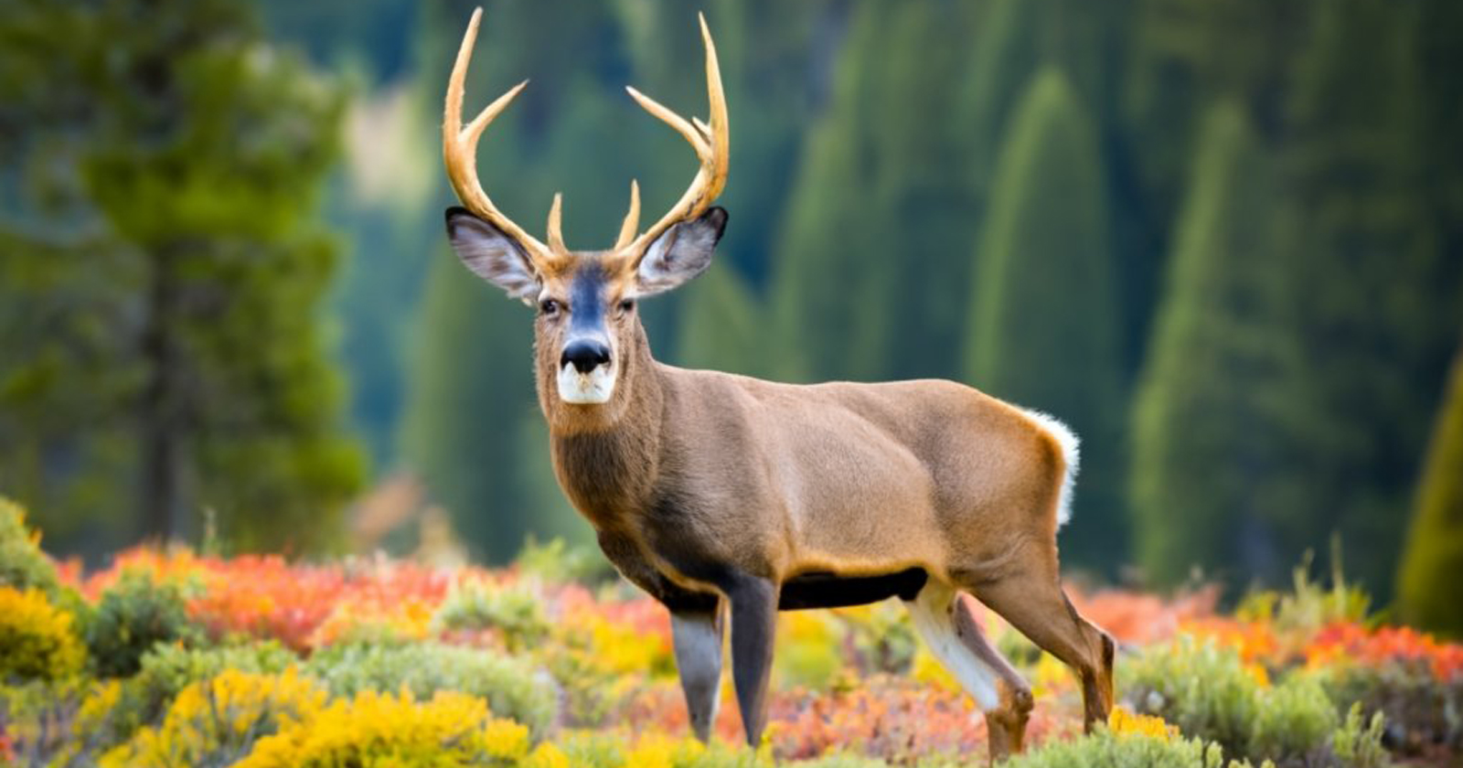 Washington Deer Season 20232024 Important Dates and Regulations to
