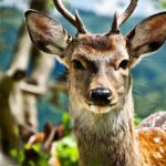 What Are The Sika Deer Adaptations