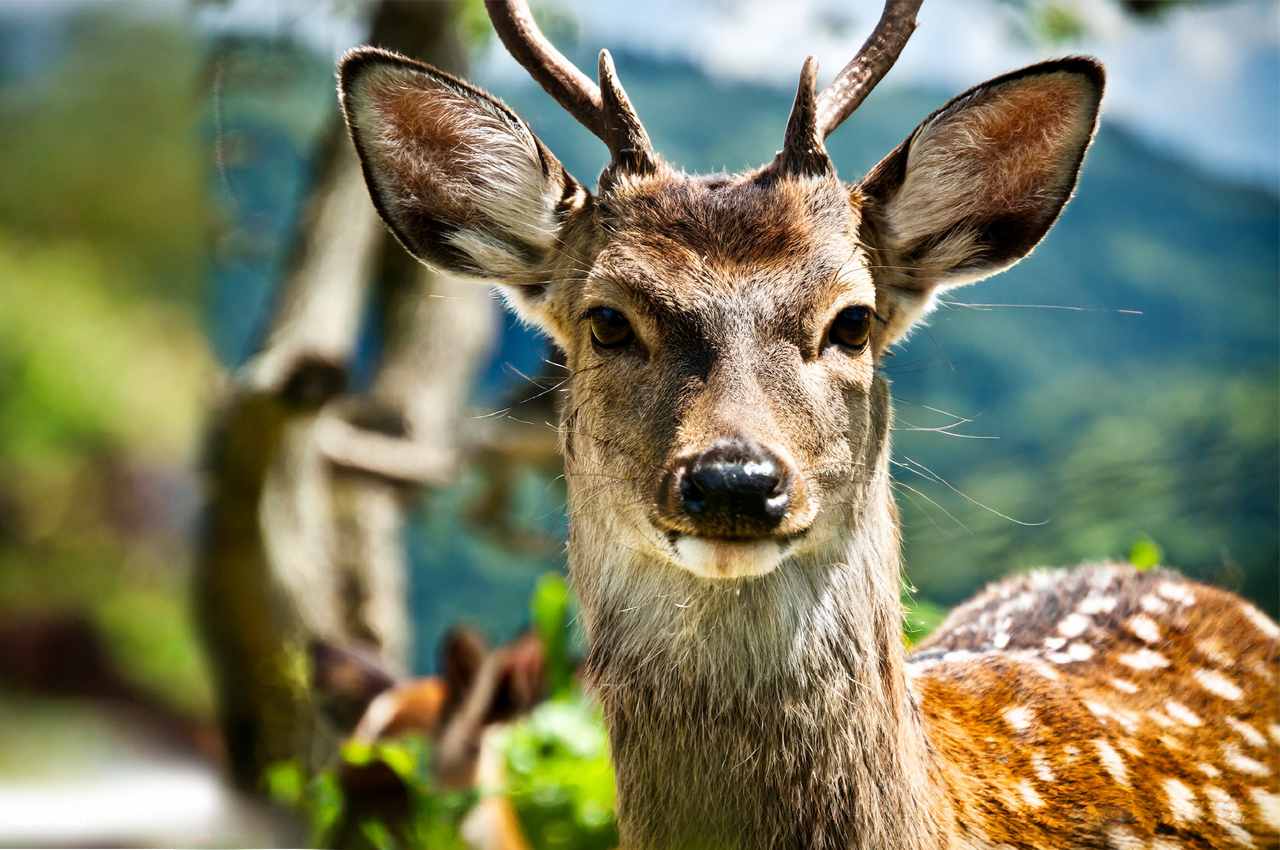 What Are The Sika Deer Adaptations