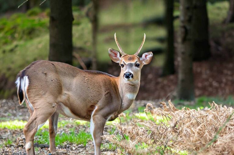 What Is A Spike Buck