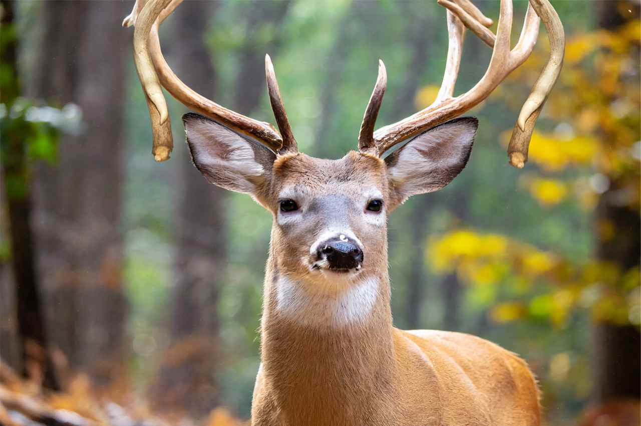What causes a drop tine on a deer