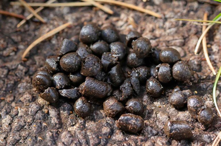 What does male deer poop look like