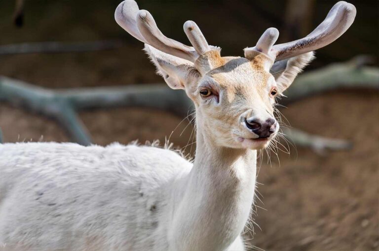 What is a Leucistic Deer