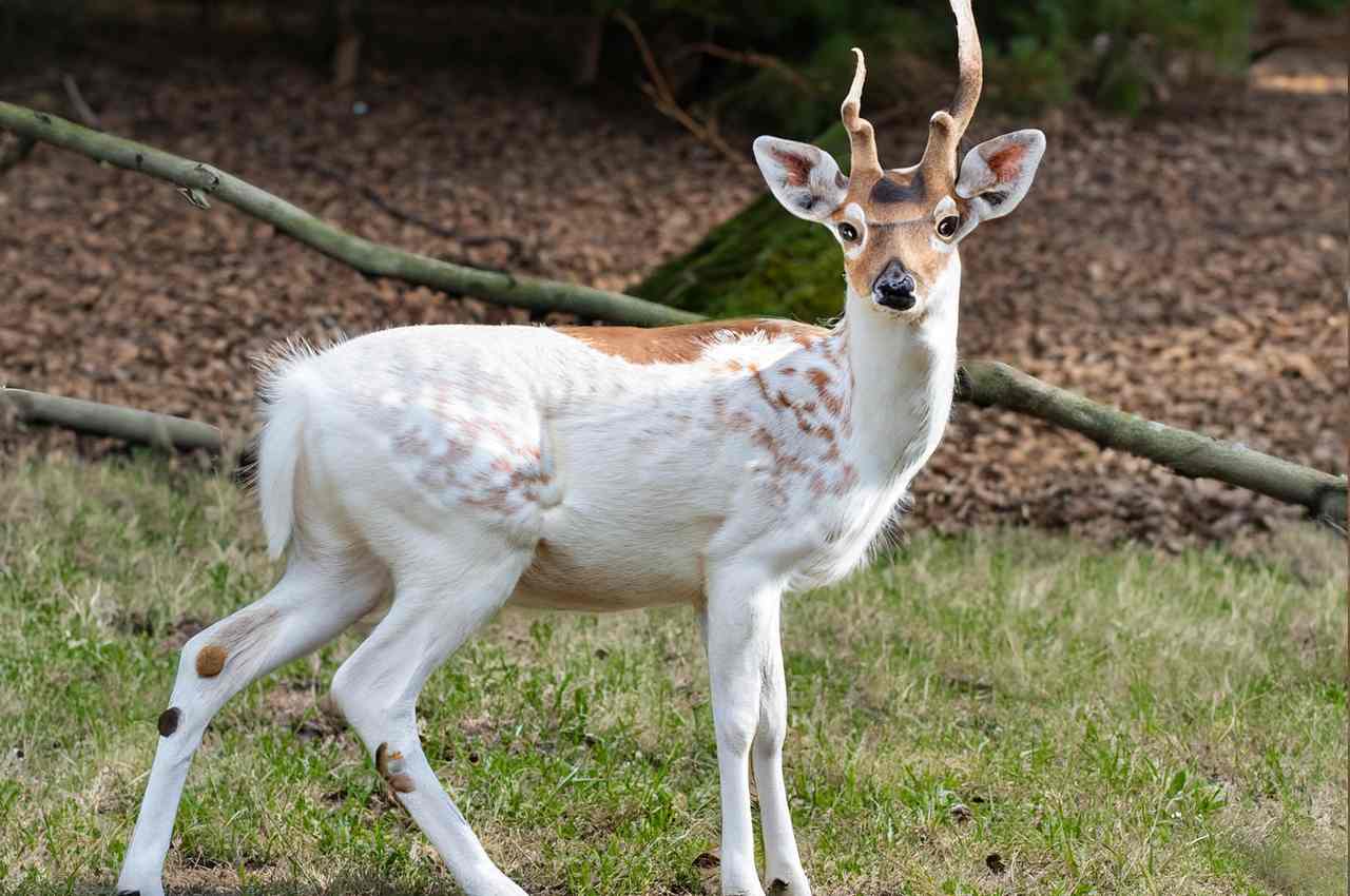 What is a piebald deer