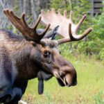 What sound does a moose make