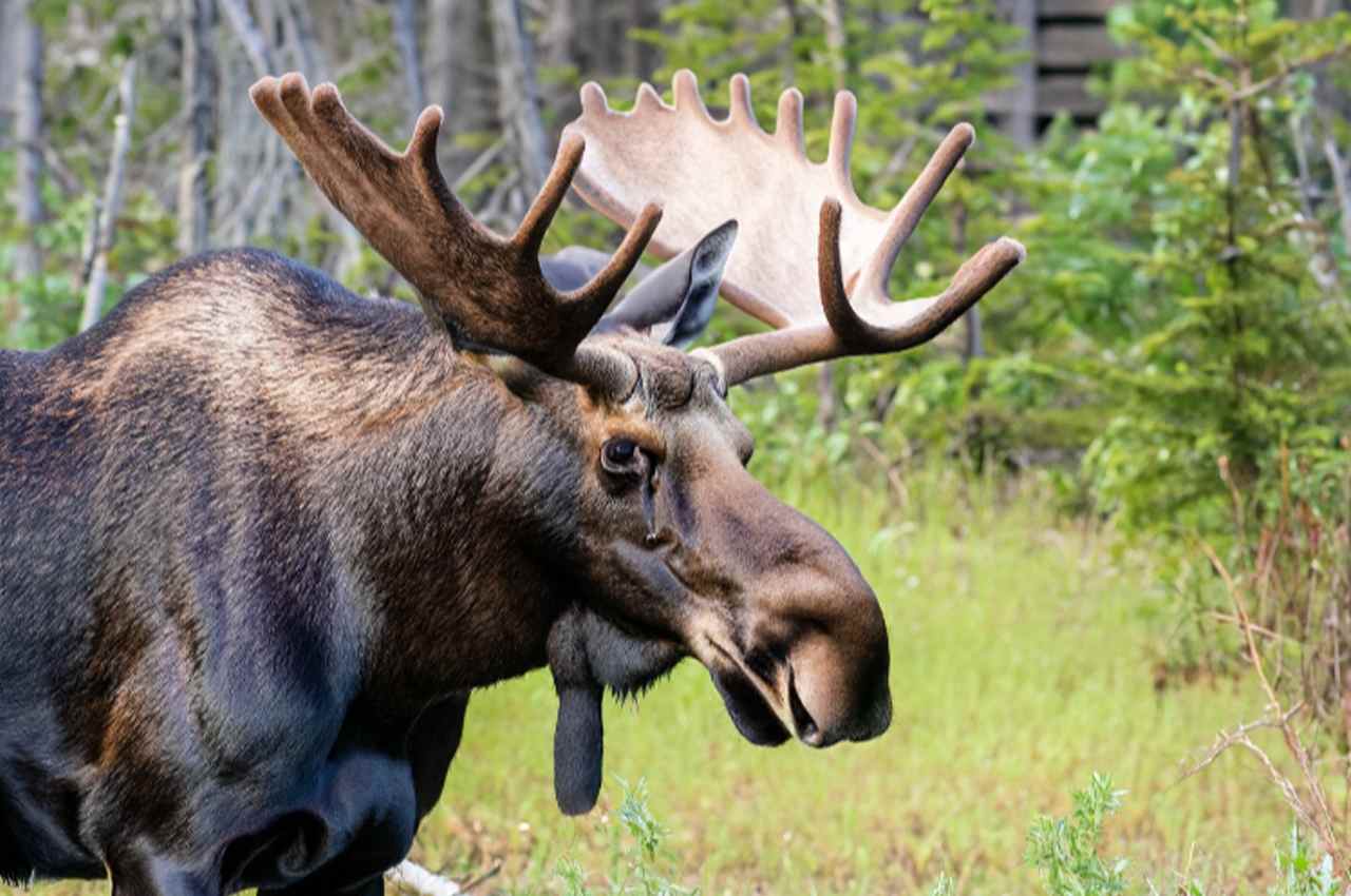 What sound does a moose make