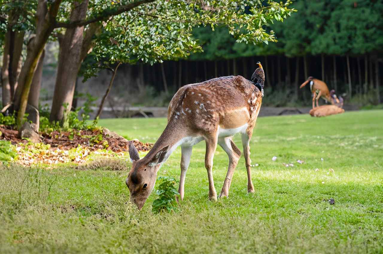 What to feed deer in your backyard