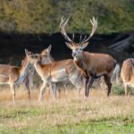 When is deer mating season