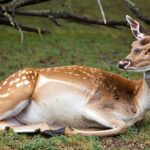 Whitetailed Deer Gestation Period