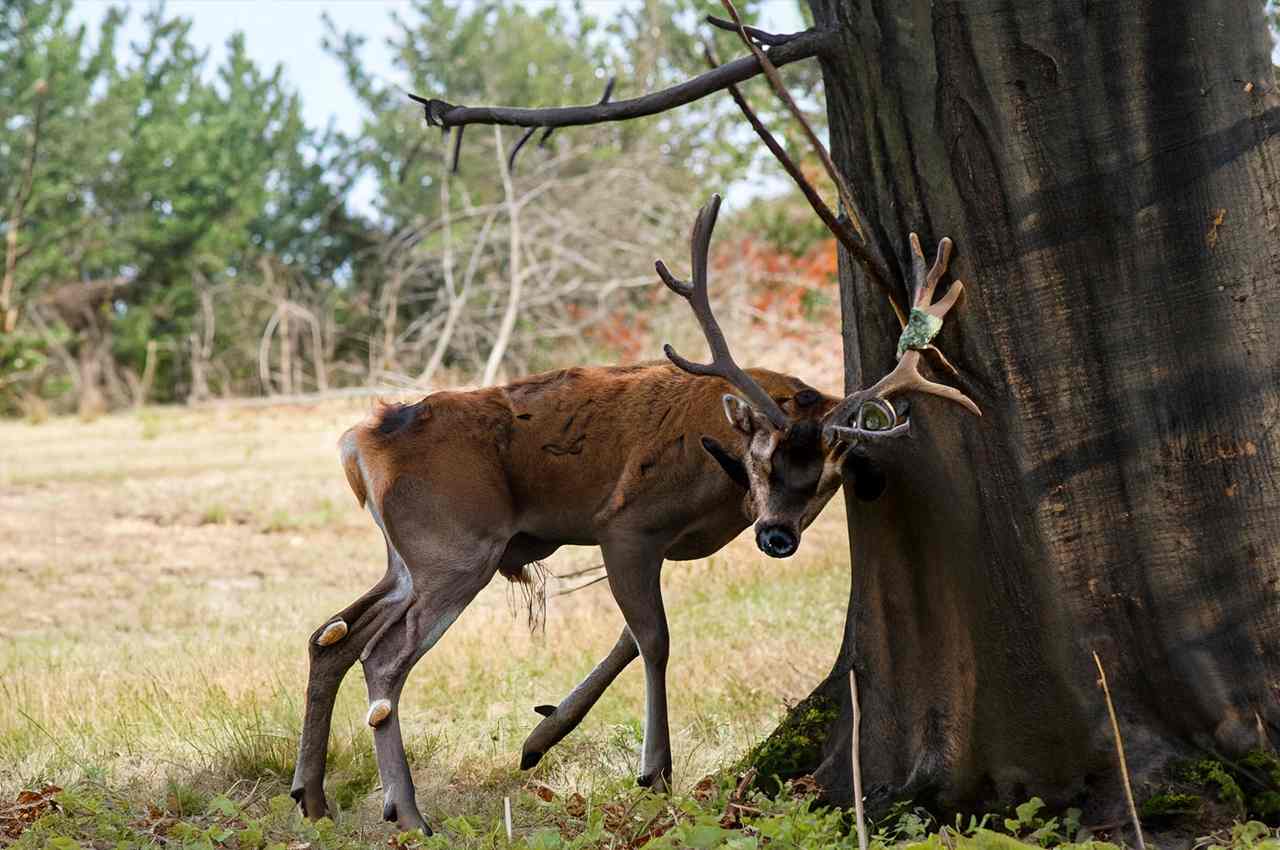 How To Protect Trees From Deer Ultimate Guide!