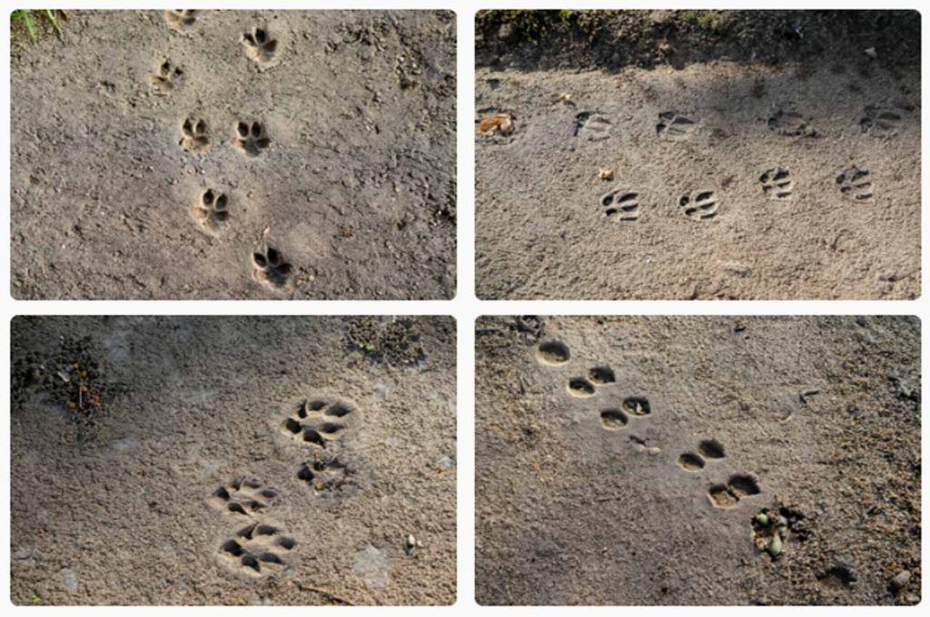 Deer footprints