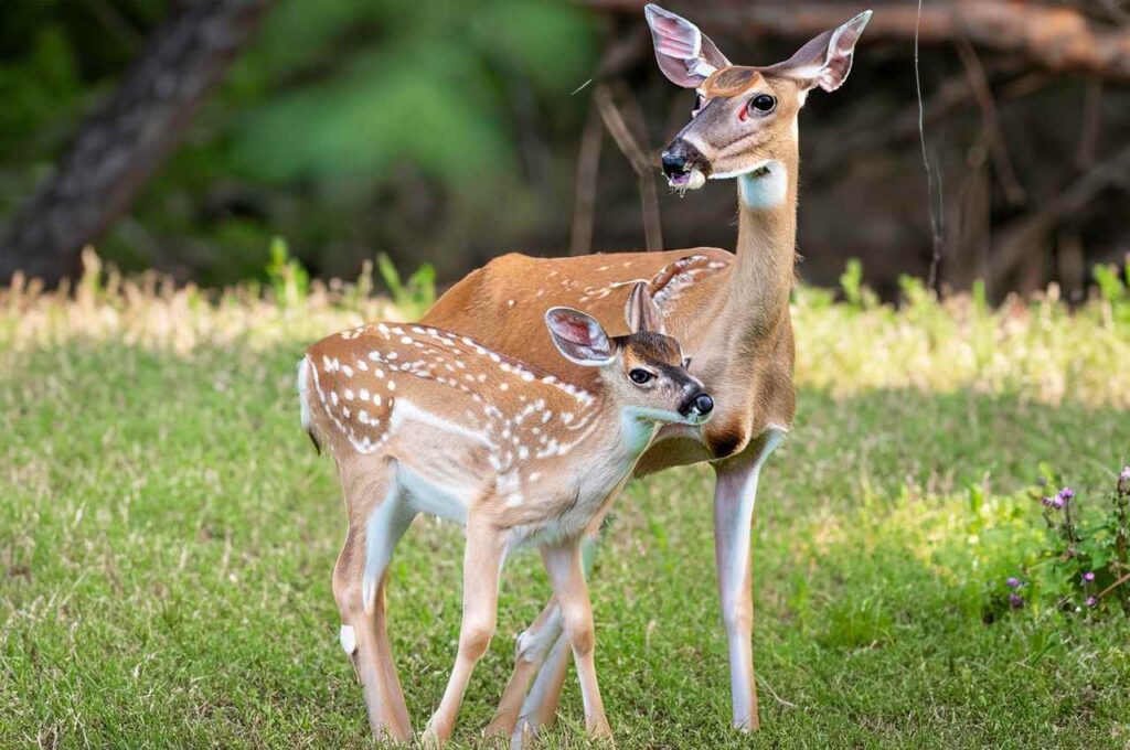 Mother deer and her fawn bonding
