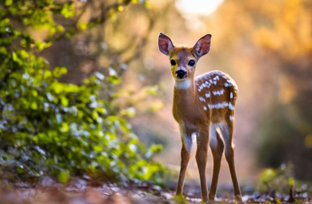A Fawn waiting in for mother