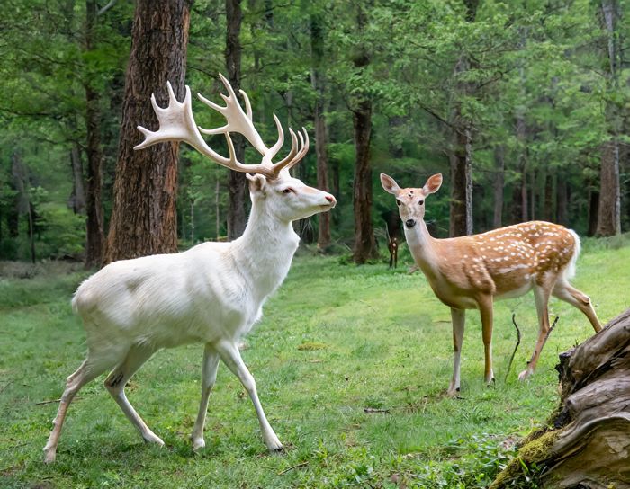 Albino Deer vs. Whitetail Deer