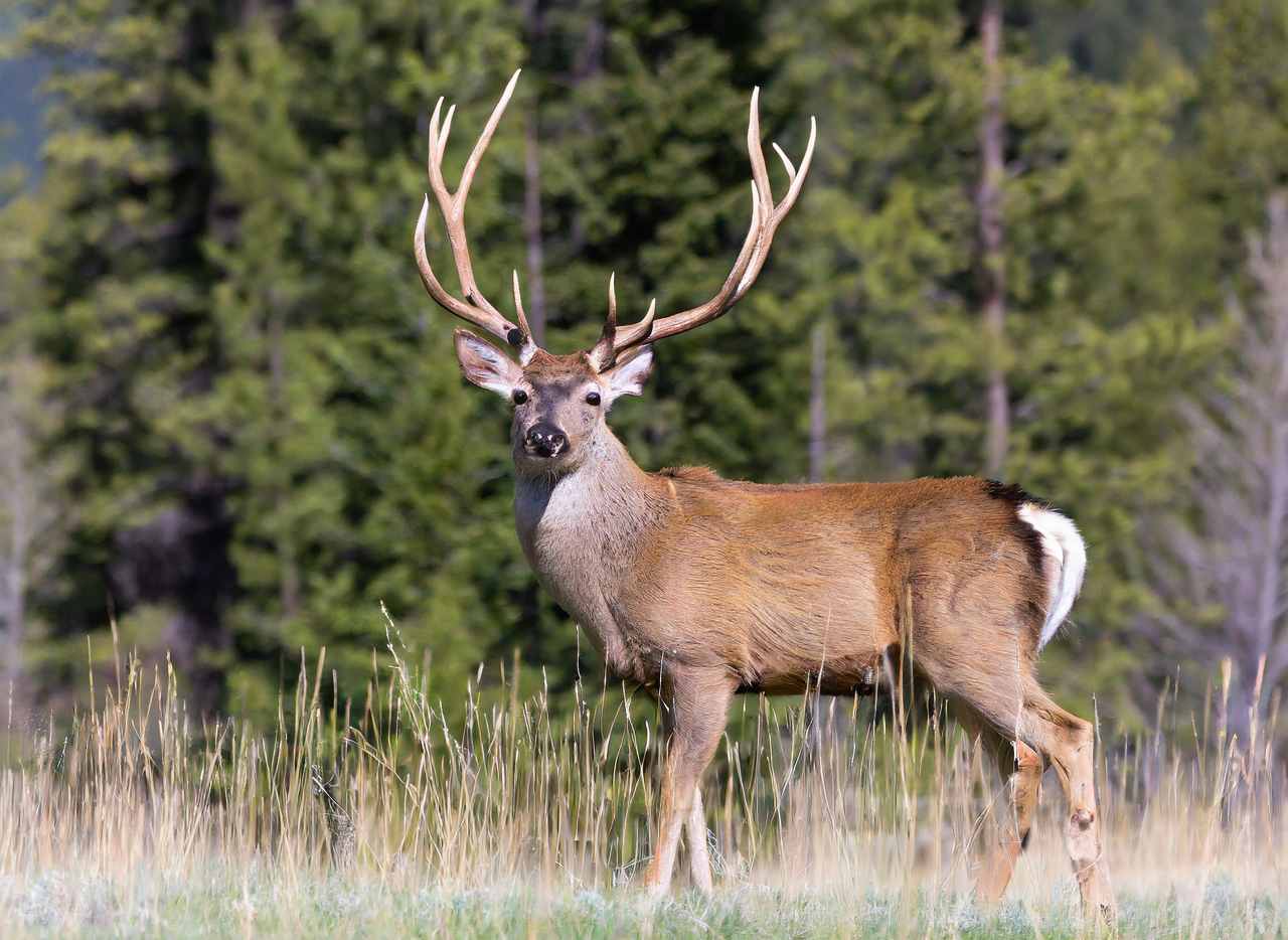 New Mexico Deer Season 20232024 New Dates & Rules!