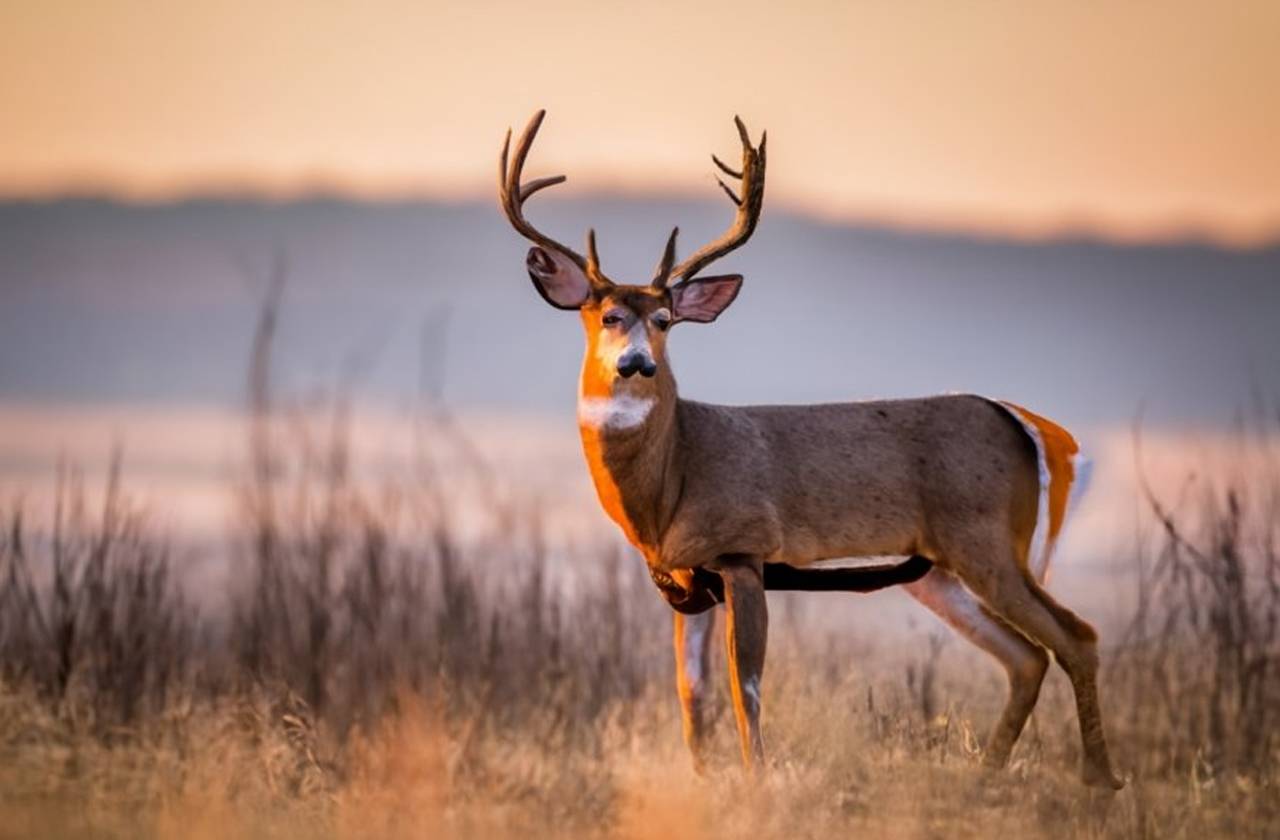 Antlerless Deer Zones - Oklahoma Hunting