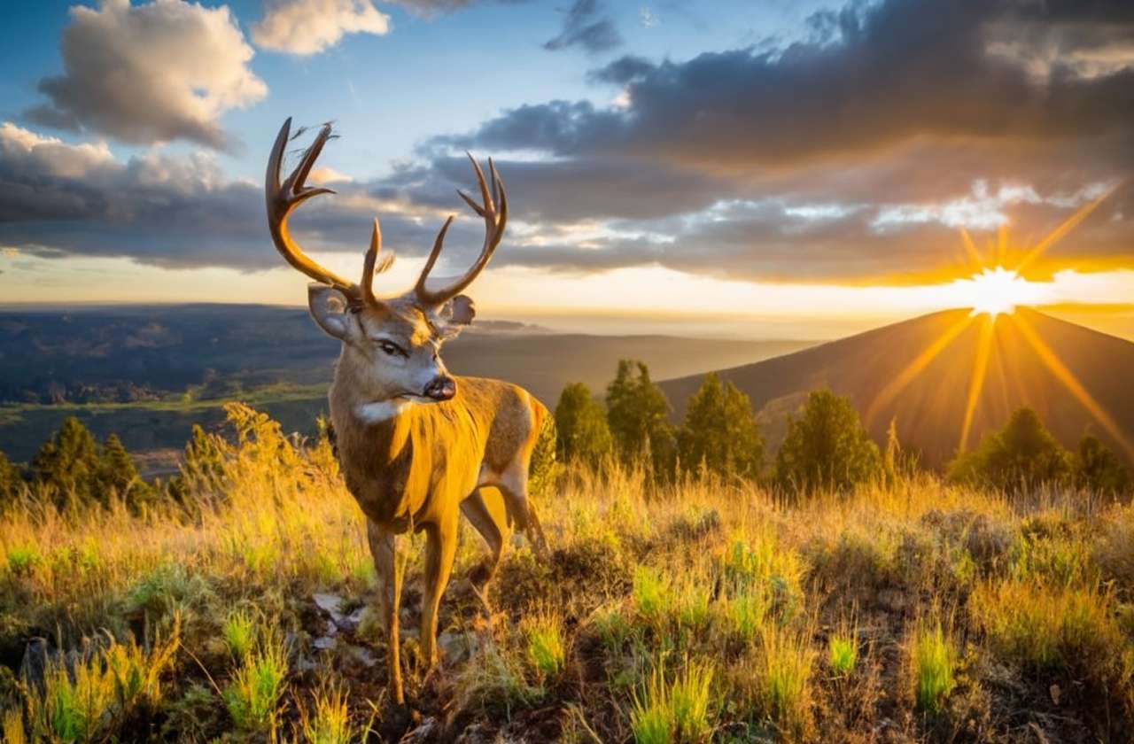 Oregon Deer Season 20232024 New Dates & Rules!