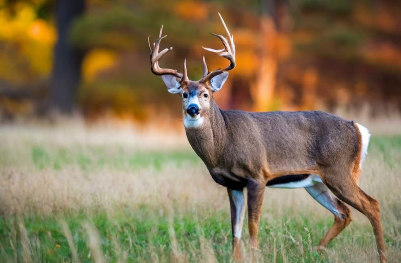 Rhode Island Deer Season 20232024 New Season & Rules!