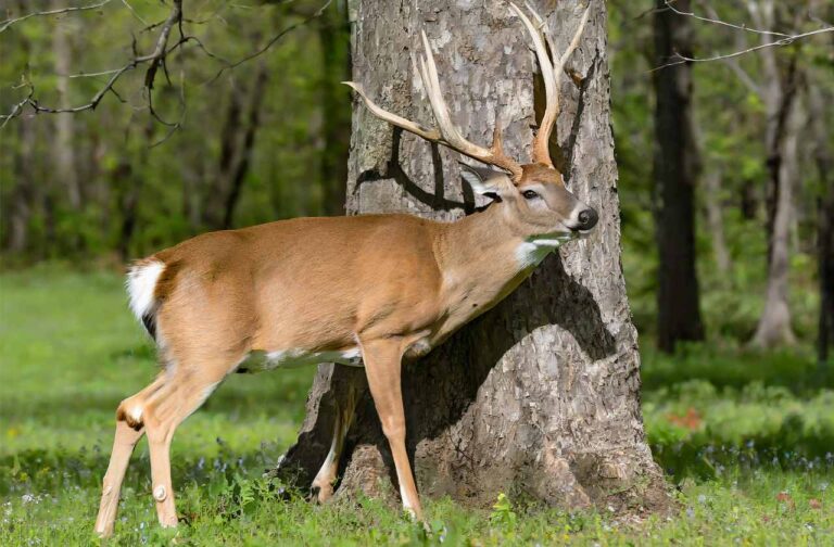 South Carolina Deer Season 20232024 New Updates!