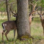 West Virginia Deer Season