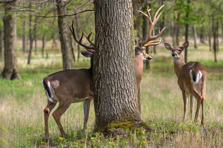 West Virginia Deer Season