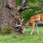 Why do whitetail deer lose their antlers