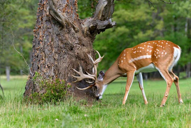 Why do whitetail deer lose their antlers
