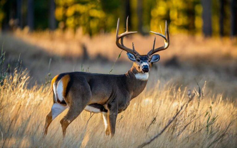 Wyoming Deer Season