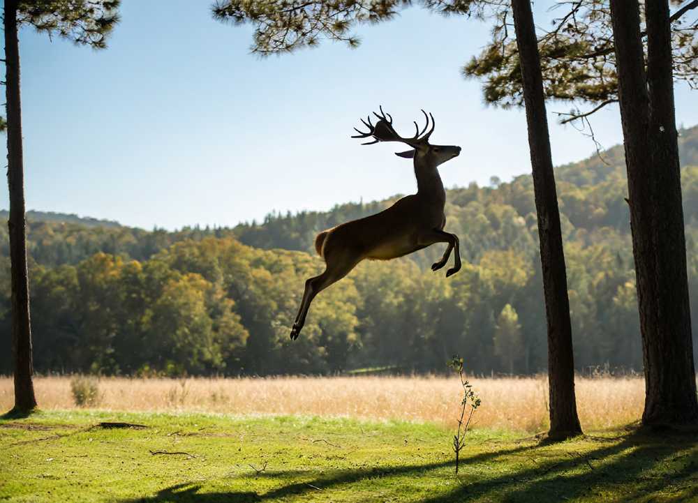 Factors Impacting the Jumping Prowess of Deer