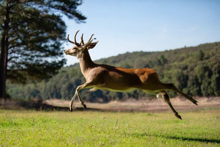 How High a Deer Can Jump
