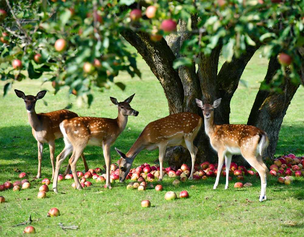 Deers under the branches of an apple tree