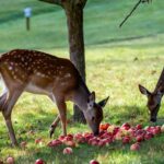 Do Deer Eat Apples
