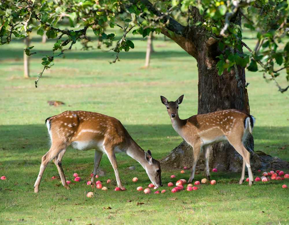 Why deer eat apples