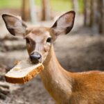 Can Deer Eat Bread