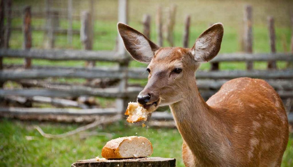 Feeding deer bread is not recommended