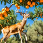 can deer eat oranges