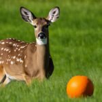 can deer see orange