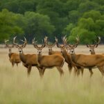 what deer are in texas